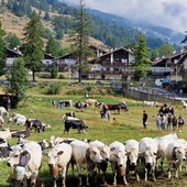 Due giorni per Miss Mucca e Miss Manza, elette tra gli applausi a Pragelato
