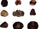 Tracce di fossili a livello del mantello terrestre: nelle valli del Pinerolese il primo caso al mondo Tracce di fossili a livello del mantello terrestre: nelle valli del Pinerolese il primo caso al mondo