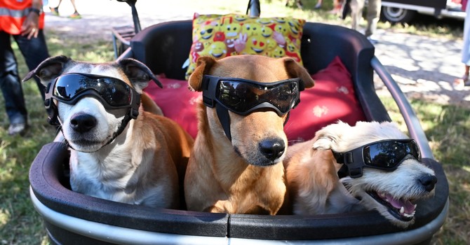 Red carpet a quattro zampe: Pinerolo celebra i cani più simpatici e premia il più coraggioso