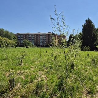 Il pericolo dell’estinzione e le storia di Umanimali al Bosco Urbano Partecipato di Pinerolo