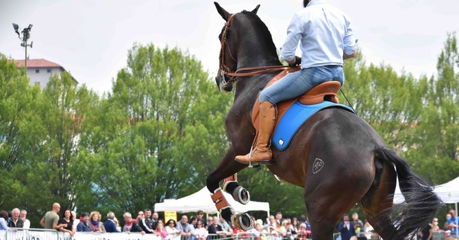 (Foto di Stefano Bricco)