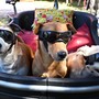 Red carpet a quattro zampe: Pinerolo celebra i cani più simpatici e premia il più coraggioso