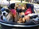 Red carpet a quattro zampe: Pinerolo celebra i cani più simpatici e premia il più coraggioso Red carpet a quattro zampe: Pinerolo celebra i cani più simpatici e premia il più coraggioso