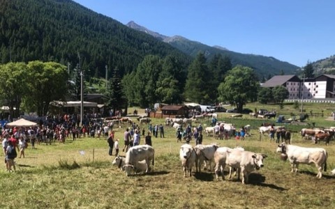 Pragelato è pronta per eleggere le nuove ‘Miss Mucca’ e ‘Miss Manza’