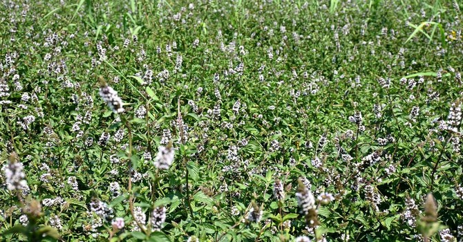 La menta piperita La menta piperita