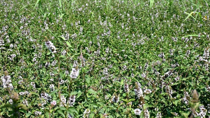 La menta piperita