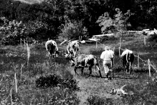Franco Grill al pascolo con le mucche