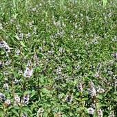 La menta piperita La menta piperita
