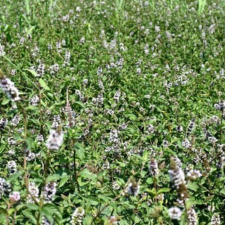 La menta piperita