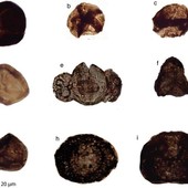 Tracce di fossili a livello del mantello terrestre: nelle valli del Pinerolese il primo caso al mondo Tracce di fossili a livello del mantello terrestre: nelle valli del Pinerolese il primo caso al mondo