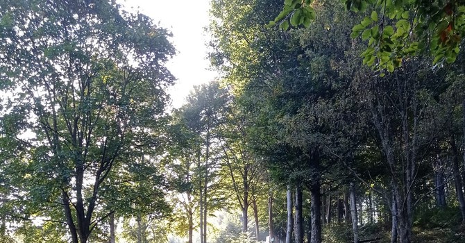 I Comuni della Val Pellice pronti a vendere i crediti di CO₂ per manutenere i boschi