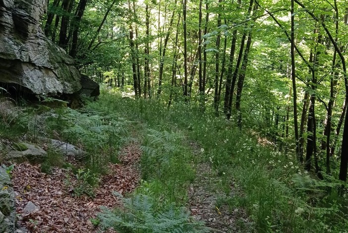 La Via Véia La Via Véia