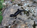 La salamandra di Lanza La salamandra di Lanza