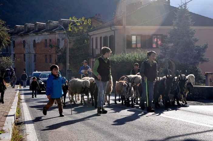 Bestiame e passeggiata con gli amici a quattro zampe per la fiera autunnale di San Germano