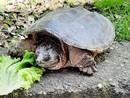 Tartaruga uccisa a sassate a Cumiana, animalisti sul piede di guerra (foto d'archivio)