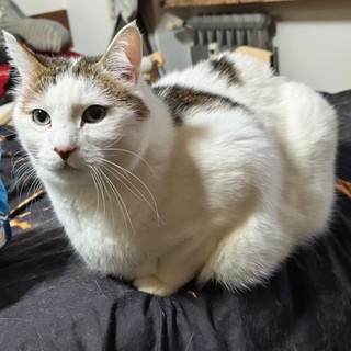 Uno dei gatti da adottare