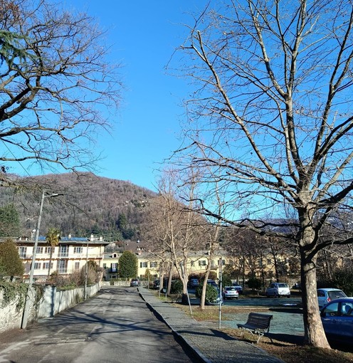 Potature e abbattimenti di alberi a Torre Pellice: al via il piano sul verde pubblico