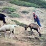 I lupi abbattono una manza di oltre 400 chili in alta Val Chisone: allevatori esasperati