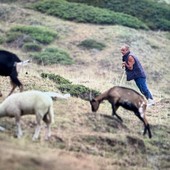 I lupi abbattono una manza di oltre 400 chili in alta Val Chisone: allevatori esasperati