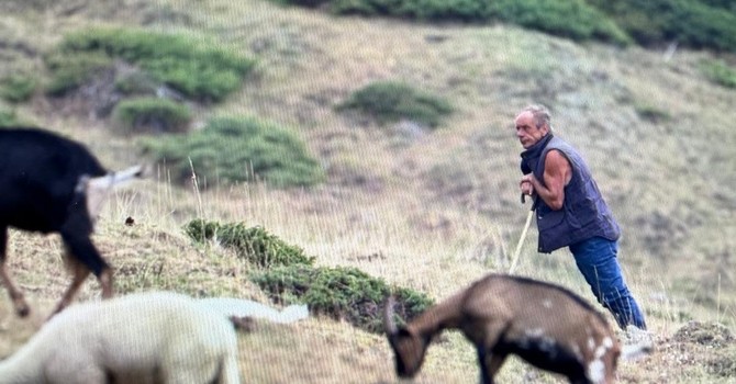 I lupi abbattono una manza di oltre 400 chili in alta Val Chisone: allevatori esasperati I lupi abbattono una manza di oltre 400 chili in alta Val Chisone: allevatori esasperati