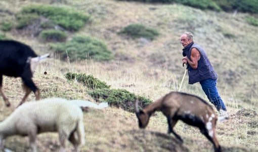 I lupi abbattono una manza di oltre 400 chili in alta Val Chisone: allevatori esasperati