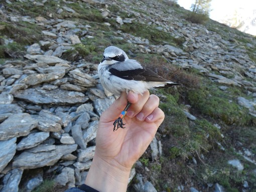 A Pragelato si parlerà di uccelli delle Alpi Cozie e delle ricerche degli ultimi anni