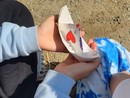 Il simbolo della giornata