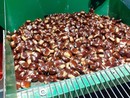 La stagione delle castagne è ‘troppo silenziosa’ in Val Pellice