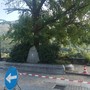 Villar Pellice: il destino dell’olmo di piazza Jervis è appeso a una crepa Villar Pellice: il destino dell’olmo di piazza Jervis è appeso a una crepa