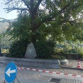 Villar Pellice: il destino dell’olmo di piazza Jervis è appeso a una crepa Villar Pellice: il destino dell’olmo di piazza Jervis è appeso a una crepa