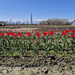 I tulipani di Tuliprensia