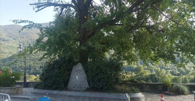 Villar Pellice: il destino dell’olmo di piazza Jervis è appeso a una crepa
