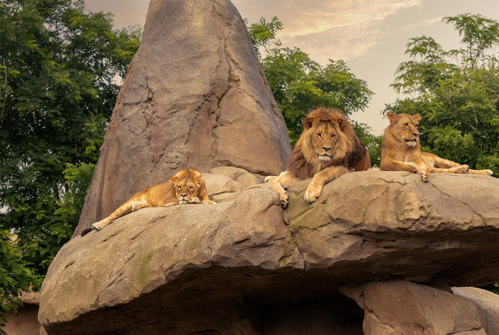 I leoni del bioparco di Zoom