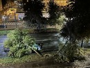 albero caduto