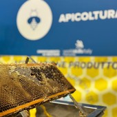 Il regno delle api, sentinelle della natura: dalla Regione 100mila euro per 50 progetti nelle scuole Il regno delle api, sentinelle della natura: dalla Regione 100mila euro per 50 progetti nelle scuole