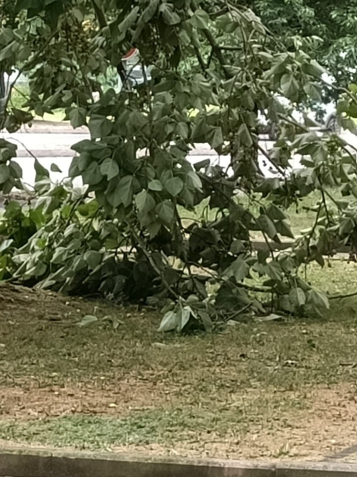 Alberi caduti o pericolanti un pò ovunque, a causa del forte vento