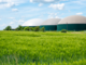 Biogas: si apre una nuova filiera tecnologica per il ritiro dell'energia dai produttori Biogas: si apre una nuova filiera tecnologica per il ritiro dell'energia dai produttori