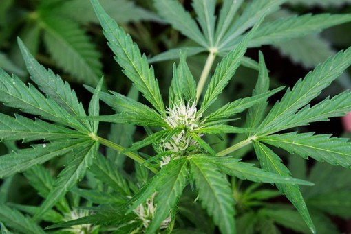 Produttori di canapa in audizione in Regione: “Siamo in crisi”