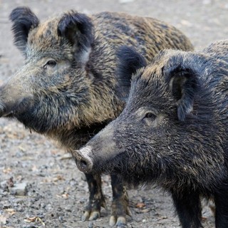 Fauna selvatica, Canalis (Pd): “Prevenzione assente, agricoltura in ginocchio”
