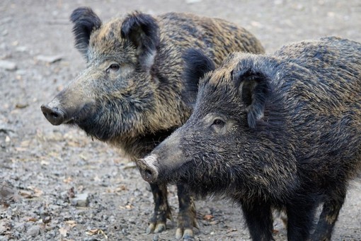 Fauna selvatica, Canalis (Pd): “Prevenzione assente, agricoltura in ginocchio”