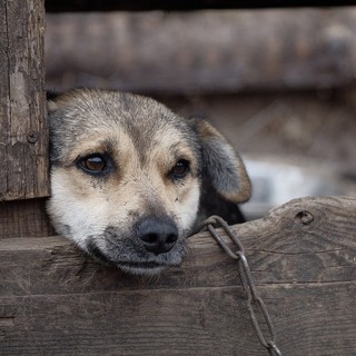 cane alla catena