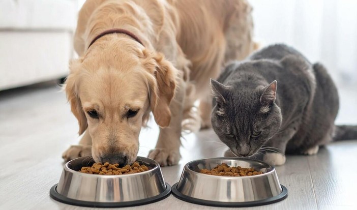 Royal Canin: guida completa all'alimentazione su misura per cani e gatti