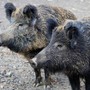 Fauna selvatica, Canalis (Pd): “Prevenzione assente, agricoltura in ginocchio”