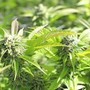 CBD e autismo: quali sono le ultime novità