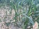 Siccità, già oltre 30 milioni il conto per l’agricoltura torinese: più colpito il mais