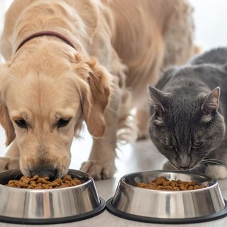 Royal Canin: guida completa all'alimentazione su misura per cani e gatti