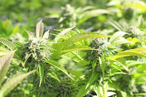 CBD e autismo: quali sono le ultime novità