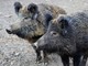 Fauna selvatica, Canalis (Pd): “Prevenzione assente, agricoltura in ginocchio”