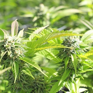 CBD e autismo: quali sono le ultime novità