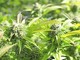 CBD e autismo: quali sono le ultime novità